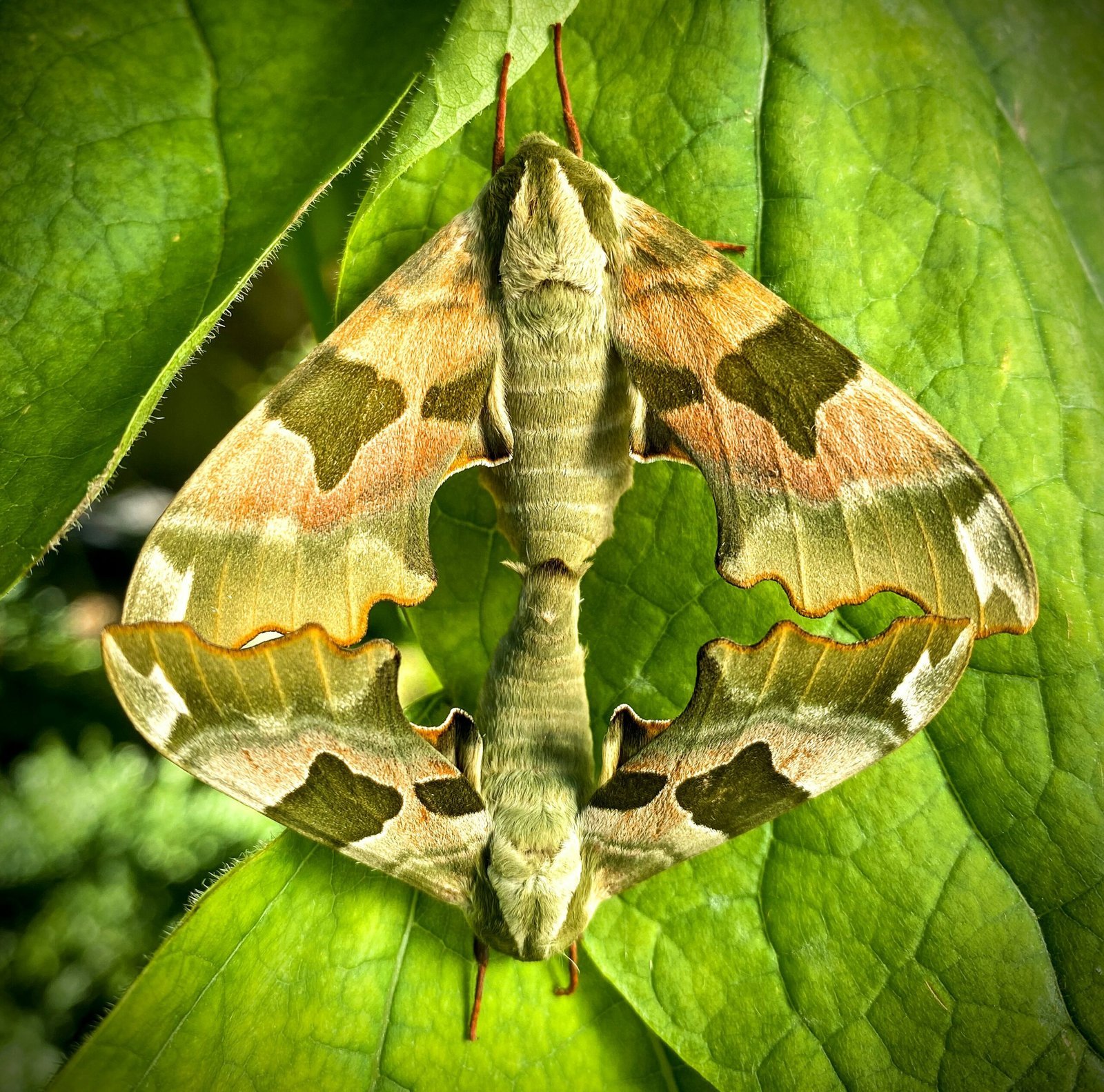 brown and black butterfly on green leaf